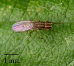 Scaptomyza paravittata by no rights reserved, uploaded by Jesse Rorabaugh. Used under a CC0 license.