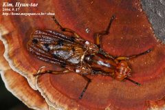 Dryomyzidae by (c) Kim, Hyun-tae, some rights reserved (CC BY), uploaded by Kim, Hyun-tae. Used under a CC-BY license.