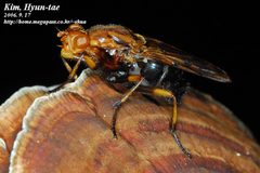 Dryomyzidae by (c) Kim, Hyun-tae, some rights reserved (CC BY), uploaded by Kim, Hyun-tae. Used under a CC-BY license.