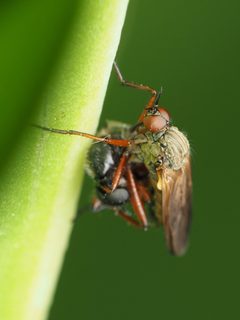 Empis spectabilis by (c) Katja Schulz, some rights reserved (CC BY), uploaded by Katja Schulz. Used under a CC-BY license.
