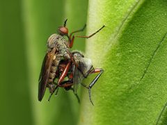 Empis spectabilis by (c) Katja Schulz, some rights reserved (CC BY), uploaded by Katja Schulz. Used under a CC-BY license.