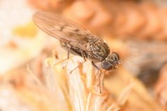 Philygria debilis by (c) Trevor Van Loon, some rights reserved (CC BY), uploaded by Trevor Van Loon. Used under a CC-BY license.