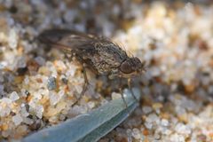 Anorostoma by (c) Trevor Van Loon, some rights reserved (CC BY), uploaded by Trevor Van Loon. Used under a CC-BY license.