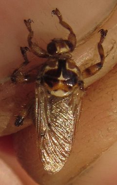 Hippobosca longipennis by (c) Robert Taylor, some rights reserved (CC BY), uploaded by Robert Taylor. Used under a CC-BY license.