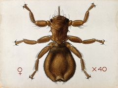 Melophagus by (c) anonymous, some rights reserved (CC BY). Used under a CC-BY license.