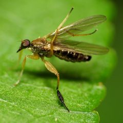 Tachydromiinae by (c) Katja Schulz, some rights reserved (CC BY). Used under a CC-BY license.