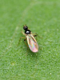 Tachydromiinae by (c) Katja Schulz, some rights reserved (CC BY), uploaded by Katja Schulz. Used under a CC-BY license.