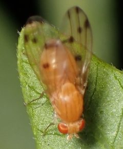 Homoneura conjuncta by (c) Wendy Jegla, some rights reserved (CC BY), uploaded by Wendy Jegla. Used under a CC-BY license.