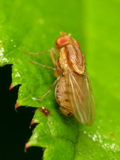 Poecilominettia by (c) Katja Schulz, some rights reserved (CC BY). Used under a CC-BY license.