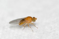 Sapromyza rotundicornis by (c) Owen Strickland, some rights reserved (CC BY), uploaded by Owen Strickland. Used under a CC-BY license.