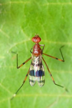 Hoplocheiloma totliana by (c) Eridan Xharahi, some rights reserved (CC BY), uploaded by Eridan Xharahi. Used under a CC-BY license.