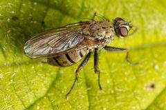 Coenosia tigrina by (c) Michael Eisen, some rights reserved (CC BY), uploaded by Michael Eisen. Used under a CC-BY license.