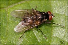 Limnophora by (c) RAP, some rights reserved (CC BY), uploaded by RAP. Used under a CC-BY license.