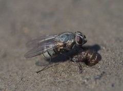 Limnophora by (c) carnifex, some rights reserved (CC BY), uploaded by carnifex. Used under a CC-BY license.