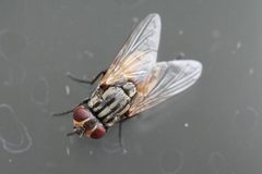 Musca domestica by no rights reserved, uploaded by Richard Fuller. Used under a CC0 license.