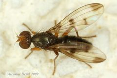 Geomyza tripunctata by (c) Miroslav Deml, some rights reserved (CC BY). Used under a CC-BY license.