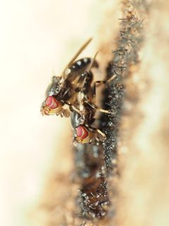 Periscelis wheeleri by (c) Katja Schulz, some rights reserved (CC BY), uploaded by Katja Schulz. Used under a CC-BY license.