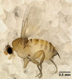 Apocephalus borealis by (c) A new threat to honey bees, the parasitic phorid fly Apocephalus borealis, some rights reserved (CC BY). Used under a CC-BY license.