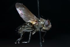 Polleniidae by (c) Kalvin Chan, some rights reserved (CC BY), uploaded by Kalvin Chan. Used under a CC-BY license.