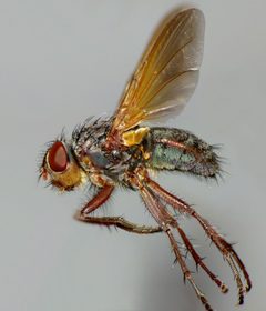 Polleniidae by (c) Steve Kerr, some rights reserved (CC BY), uploaded by Steve Kerr. Used under a CC-BY license.