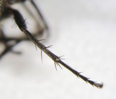 Pollenia rudis by (c) carnifex, some rights reserved (CC BY), uploaded by carnifex. Used under a CC-BY license.