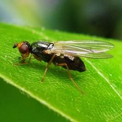 Psila nigricornis by (c) Barry Walter, some rights reserved (CC BY), uploaded by Barry Walter. Used under a CC-BY license.