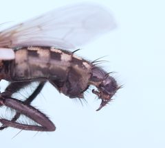 Sarcophaga melanura by (c) carnifex, some rights reserved (CC BY), uploaded by carnifex. Used under a CC-BY license.