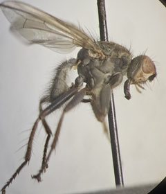Scathophaga frigida by (c) Bennett Grappone, some rights reserved (CC BY), uploaded by Bennett Grappone. Used under a CC-BY license.