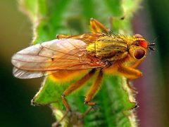 Scathophaga stercoraria by (c) Ian Ballam, some rights reserved (CC BY), uploaded by Ian Ballam. Used under a CC-BY license.