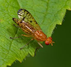 Tetanocera valida by (c) Christian Back, some rights reserved (CC BY), uploaded by Christian Back. Used under a CC-BY license.