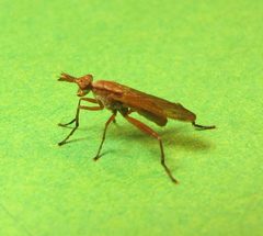 Sepedon fuscipennis by no rights reserved, uploaded by Ken Kneidel. Used under a CC0 license.
