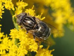 Eristalinus aeneus by (c) Michael Knapp, some rights reserved (CC BY), uploaded by Michael Knapp. Used under a CC-BY license.