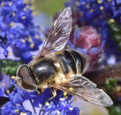 Eristalis hirta by (c) dloarie, some rights reserved (CC BY), uploaded by dloarie. Used under a CC-BY license.