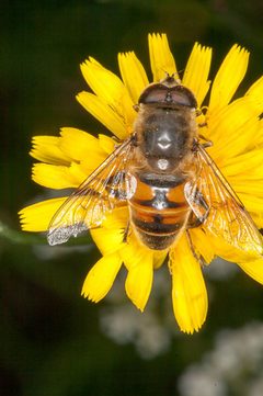 Eristalis tenax by (c) Drepanostoma, some rights reserved (CC BY), uploaded by Drepanostoma. Used under a CC-BY license.