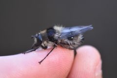 Criorhina nigripes by no rights reserved, uploaded by Braden J. Judson. Used under a CC0 license.