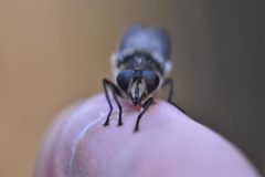 Criorhina nigripes by no rights reserved, uploaded by Braden J. Judson. Used under a CC0 license.