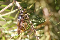 Criorhina occidentalis by (c) Jeff Bartlett, some rights reserved (CC BY), uploaded by Jeff Bartlett. Used under a CC-BY license.