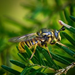 Criorhina occidentalis by (c) Claus Giloi, some rights reserved (CC BY), uploaded by Claus Giloi. Used under a CC-BY license.