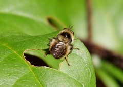 Criorhina tricolor by (c) William Kimzey, some rights reserved (CC BY), uploaded by William Kimzey. Used under a CC-BY license.