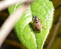Sphecomyia oraria by (c) David Anderson, some rights reserved (CC BY), uploaded by David Anderson. Used under a CC-BY license.