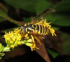 Spilomyia longicornis by (c) Nick Block, some rights reserved (CC BY), uploaded by Nick Block. Used under a CC-BY license.