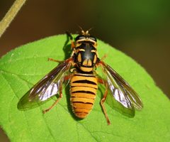 Temnostoma daochus by (c) mayfly1963, some rights reserved (CC BY), uploaded by mayfly1963. Used under a CC-BY license.