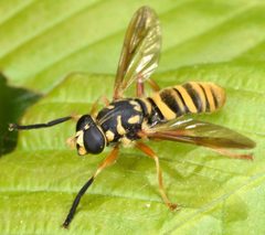 Temnostoma daochus by (c) skitterbug, some rights reserved (CC BY), uploaded by skitterbug. Used under a CC-BY license.
