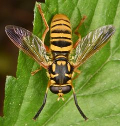 Temnostoma daochus by (c) skitterbug, some rights reserved (CC BY), uploaded by skitterbug. Used under a CC-BY license.