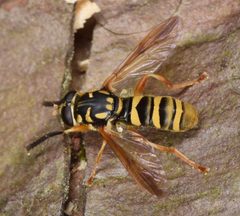 Temnostoma daochus by (c) skitterbug, some rights reserved (CC BY), uploaded by skitterbug. Used under a CC-BY license.