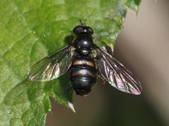 Pipiza quadrimaculata by (c) Michael Knapp, some rights reserved (CC BY), uploaded by Michael Knapp. Used under a CC-BY license.