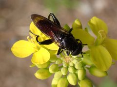 Chalcosyrphus piger by (c) Cole Shoemaker, some rights reserved (CC BY), uploaded by Cole Shoemaker. Used under a CC-BY license.