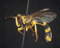 Mixogaster fattigi by (c) Will Kuhn, some rights reserved (CC BY), uploaded by Will Kuhn. Used under a CC-BY license.