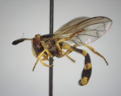 Mixogaster fattigi by (c) Will Kuhn, some rights reserved (CC BY), uploaded by Will Kuhn. Used under a CC-BY license.