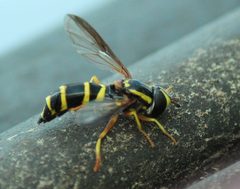 Doros aequalis by (c) mayfly1963, some rights reserved (CC BY), uploaded by mayfly1963. Used under a CC-BY license.